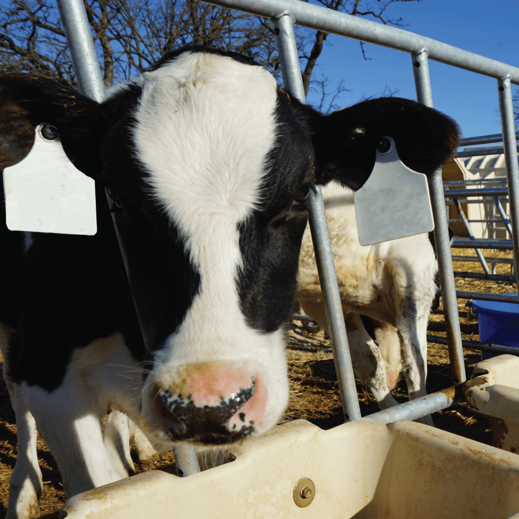 Group Yard Plastic Trough